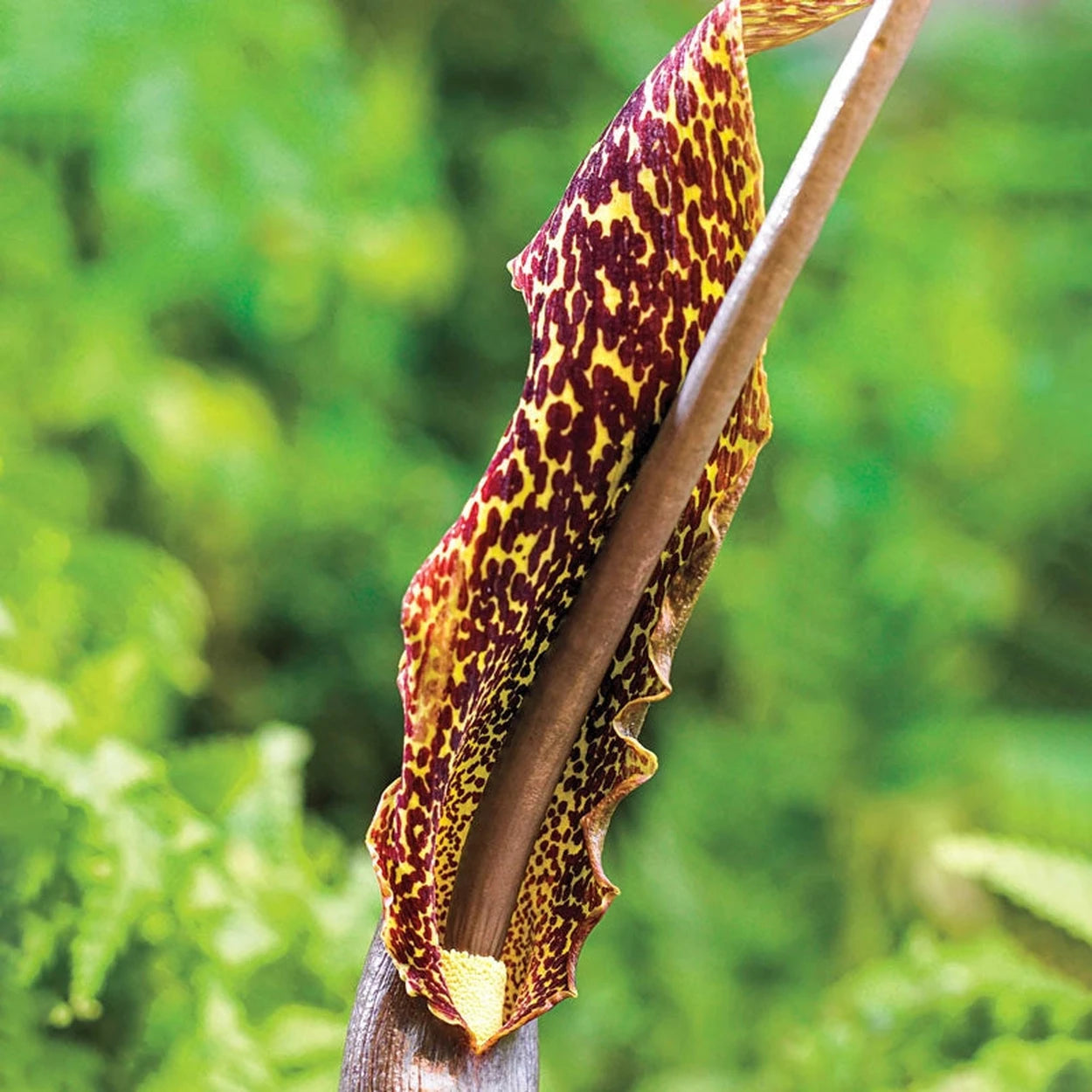 voodoo lily flower Buy Voodoo Lily Online | Spring Bulbs