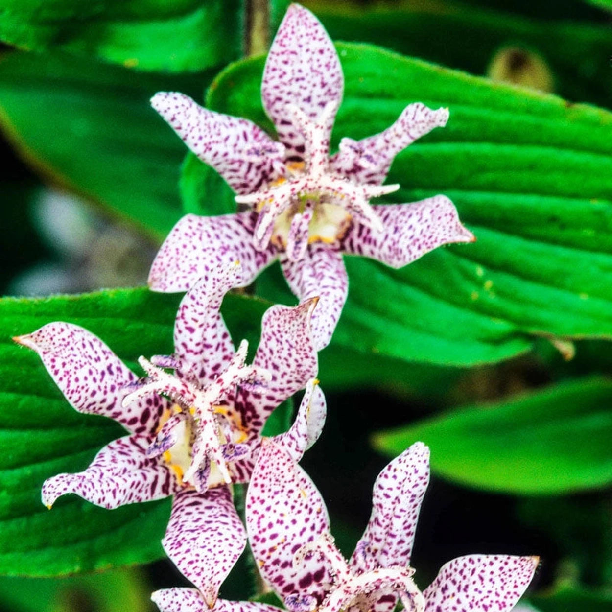 flower toad lily Hirta Toad Lily