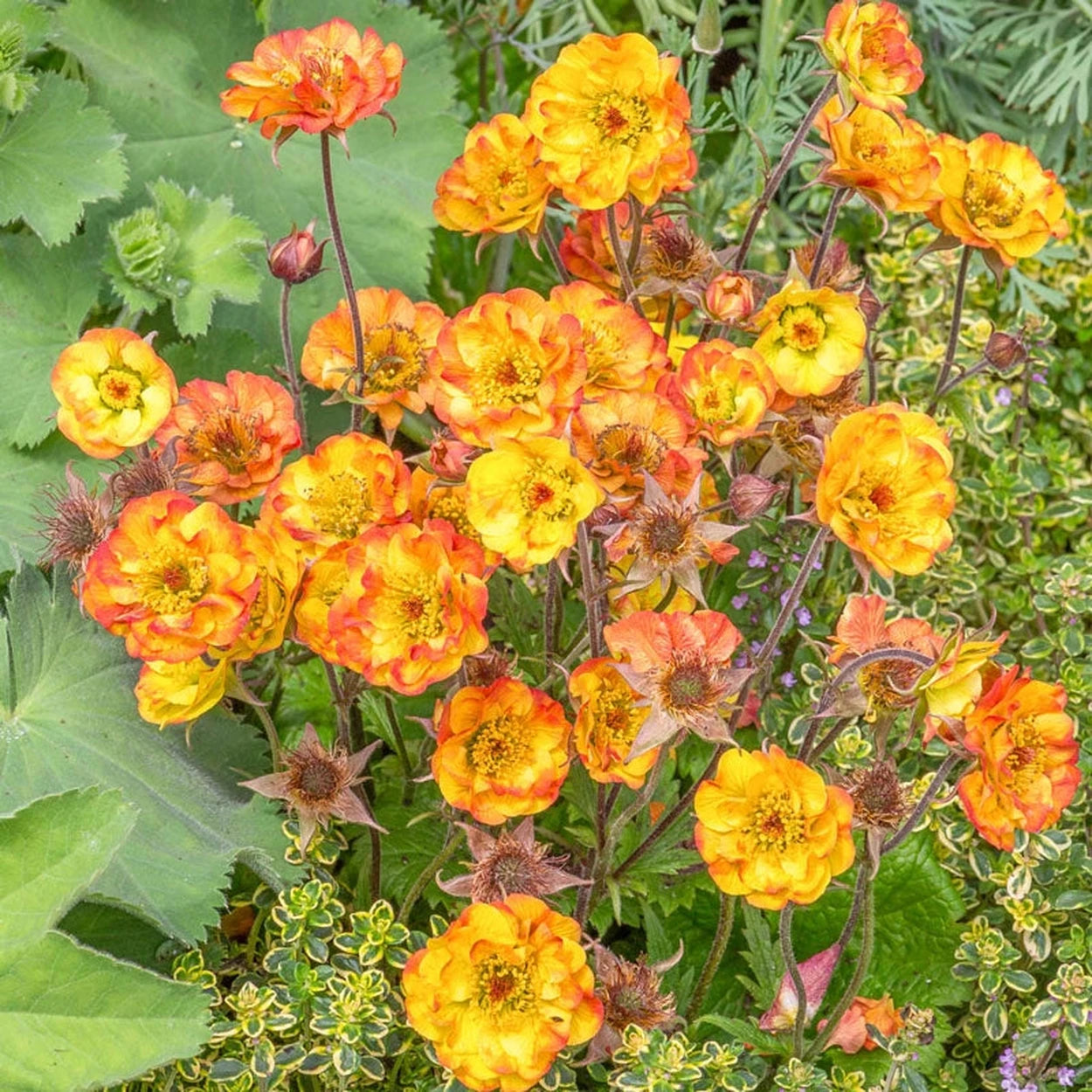yellow geranium seeds Buy Koi Geum Online | Sun Perennials