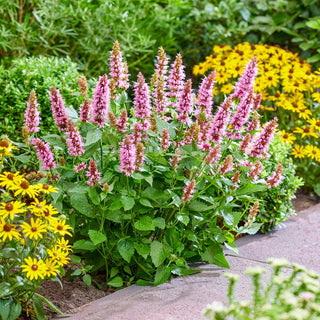 Beelicious Pink Anise Hyssop
