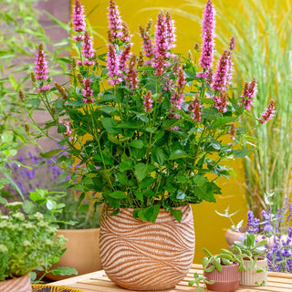 Beelicious Pink Anise Hyssop