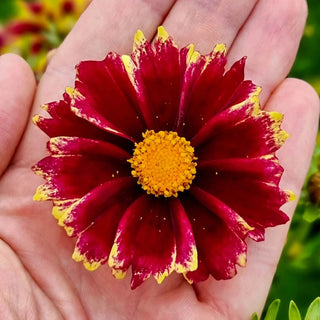 Solar Fancy Coreopsis