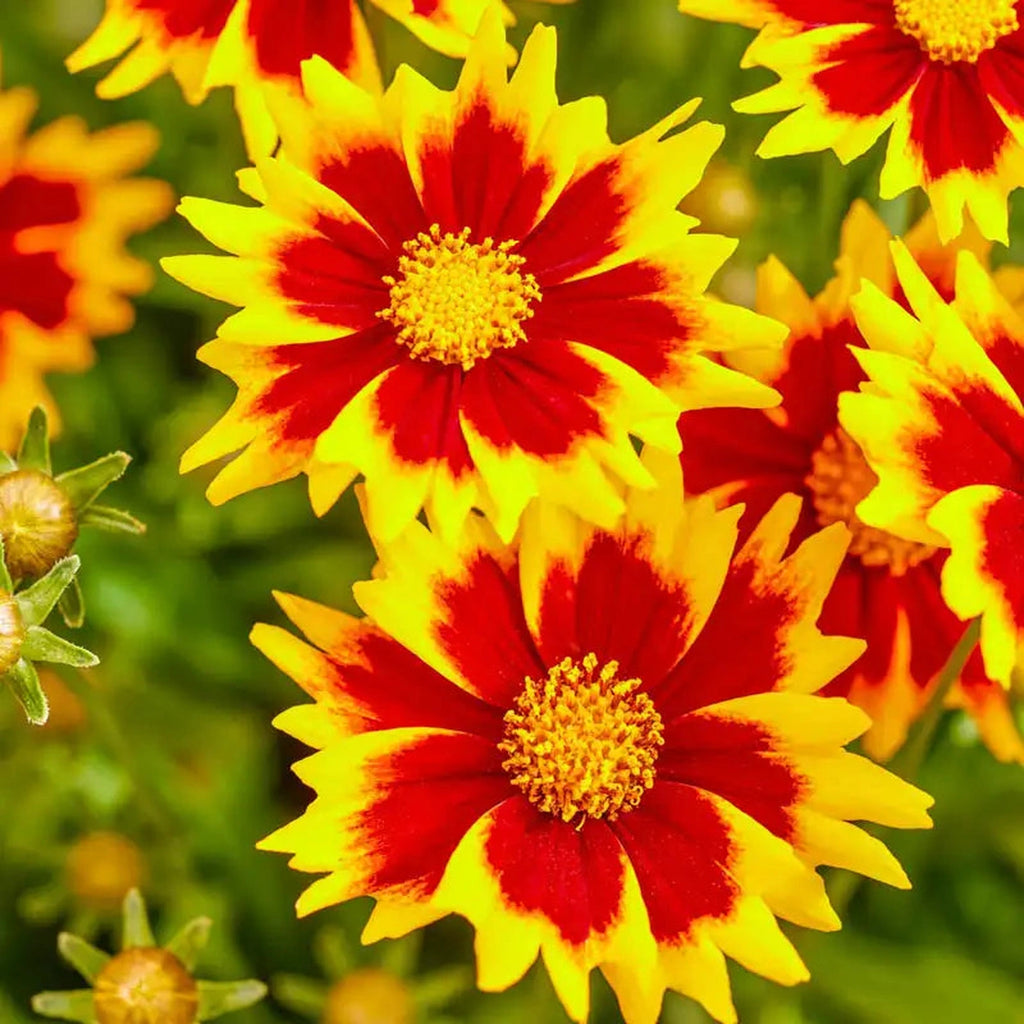 Shop Solar Jewel Coreopsis | Sun Perennials | Breck's