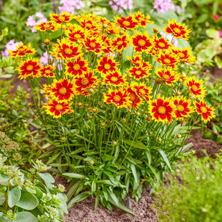 Solar Jewel Coreopsis