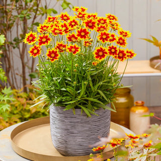 Solar Jewel Coreopsis