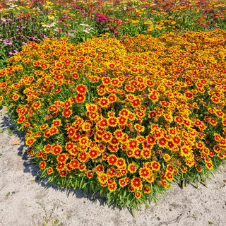 Solar Jewel Coreopsis