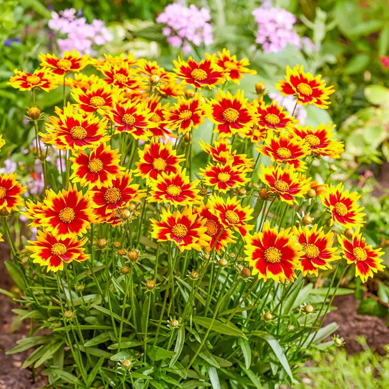 Beeks Bulbs Star Cluster Coreopsis Brecks Premium Bulbs Coreopsis Big Bang™