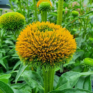 Drumstick Yellow Coneflower