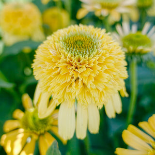 Lemon Drop Coneflower