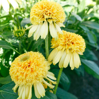 Lemon Drop Coneflower