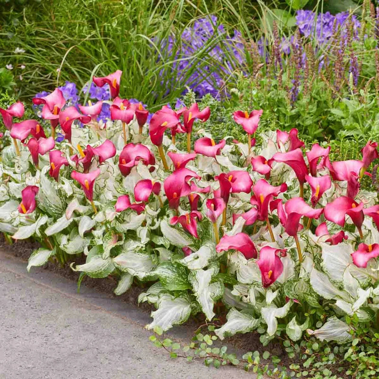 deadhead calla lily plants Frozen Queen Calla Lily