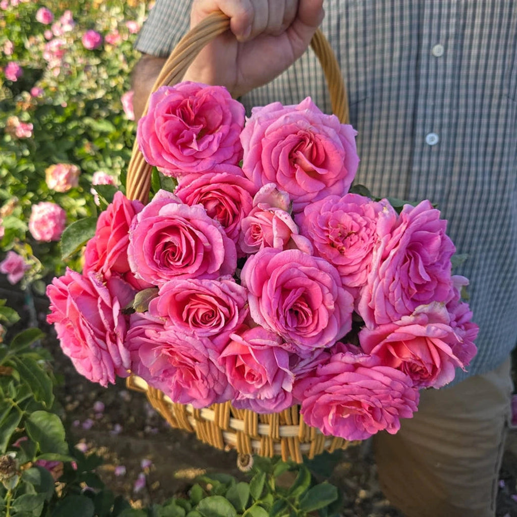 Breckse Time After Time Floribunda Rose | Pink Blooms | Shop Brecks