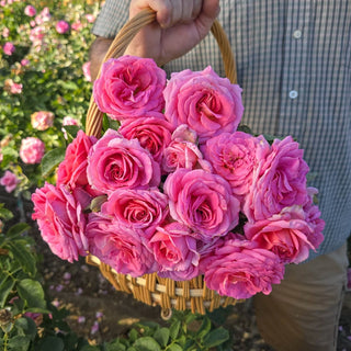 Time After Time Floribunda Rose