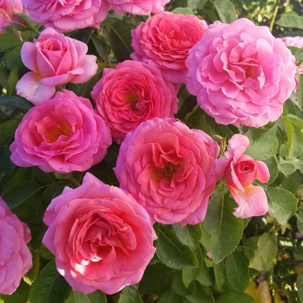 Time After Time Floribunda Rose | Pink Blooms | Shop Brecks