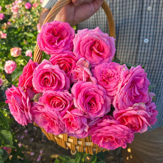 Time After Time Floribunda Rose