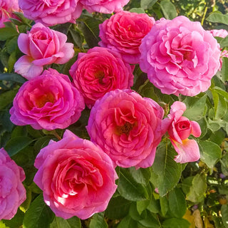 Time After Time Floribunda Rose