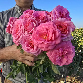 Time After Time Floribunda Rose