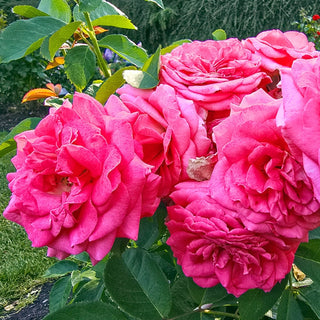 Time After Time Floribunda Rose