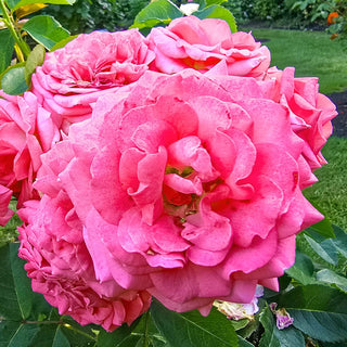 Time After Time Floribunda Rose