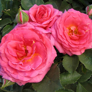 Time After Time Floribunda Rose