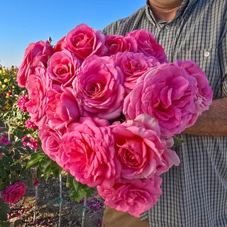 Time After Time Floribunda Rose