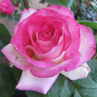 Angelic Veil Hybrid Tea Rose