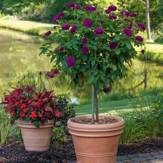 Ebb Tide™ 36" Tree Rose