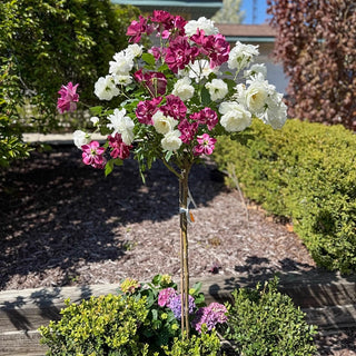 Burgundy Iceberg & Iceberg 36" Tree Rose