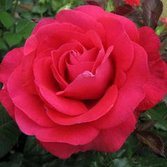 In Love Again Hybrid Tea Rose | Vibrant & Robust | Breck's