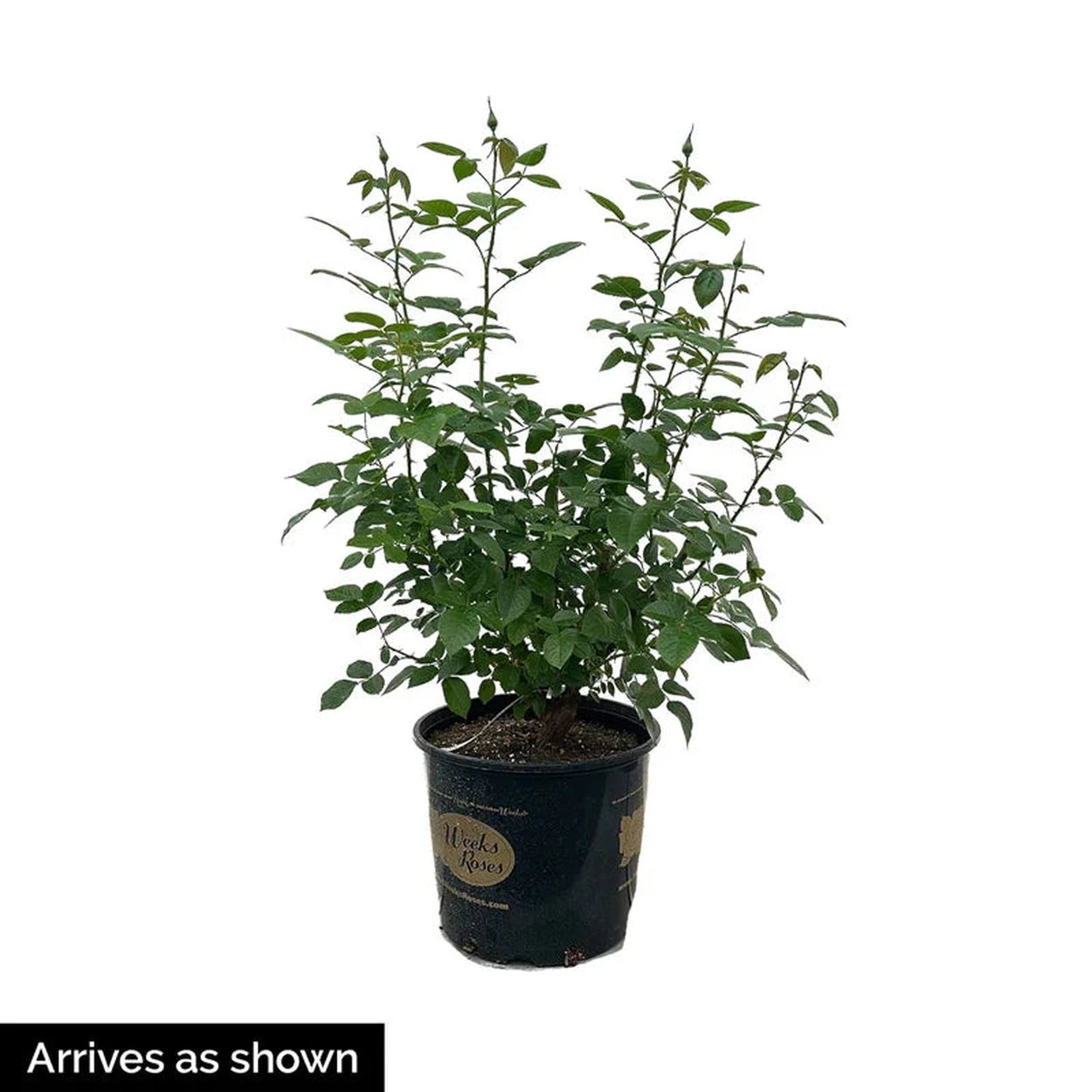 can i plant a floribunda rose in a pot Life of the Party™ Floribunda Rose