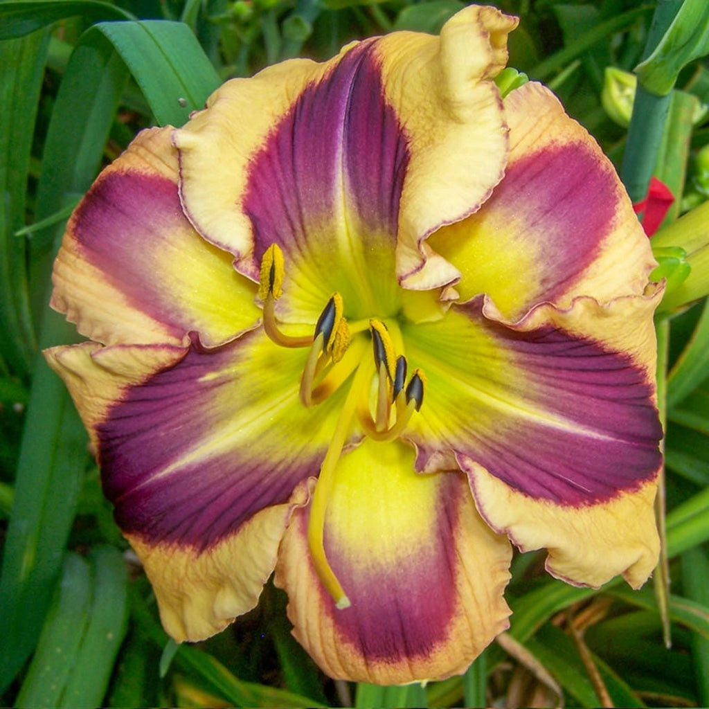 Chasing Ghosts Reblooming Daylily | Hemerocallis | Breck's