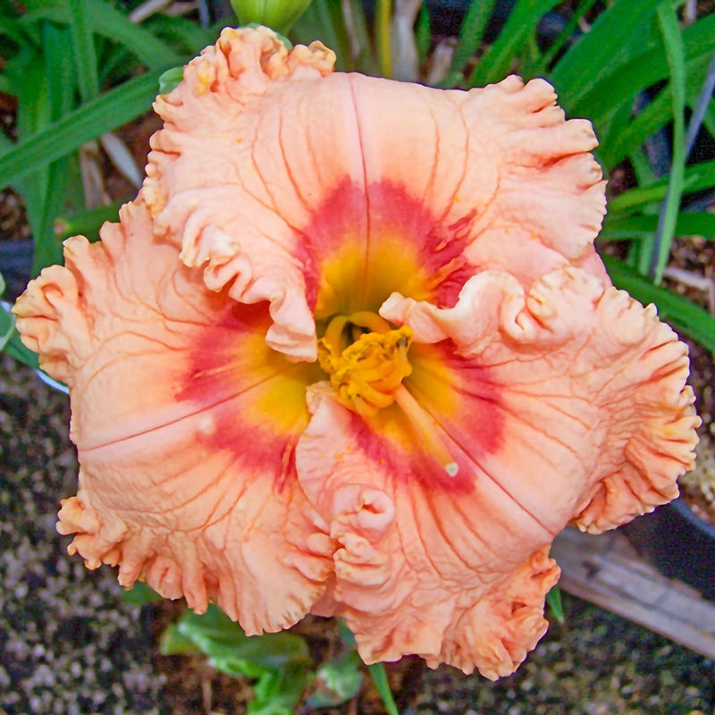 Ever So Softly Reblooming Daylily Shop Online Breck's Brecks