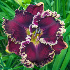 Exhibitionist Reblooming Daylily | Shop Online | Breck's
