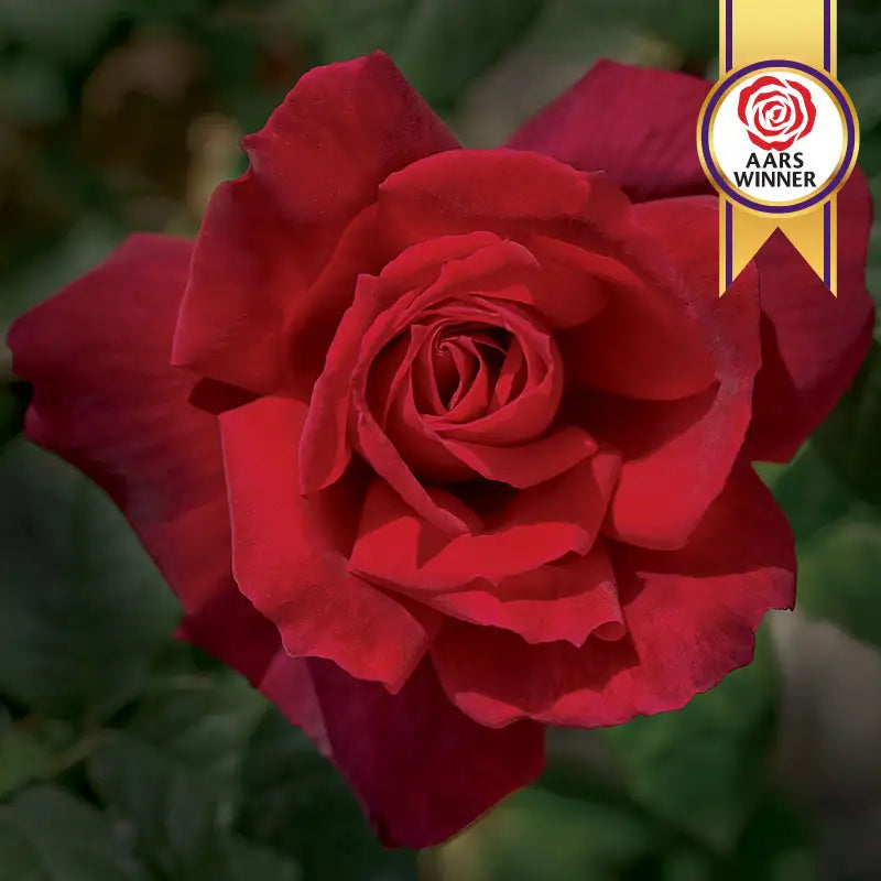 Chrysler Imperial Hybrid Tea Rose | Rose Bushes | Breck's