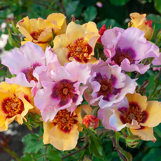 Rose Bushes For Sale - Shop Rose Plants | Breck's – Brecks