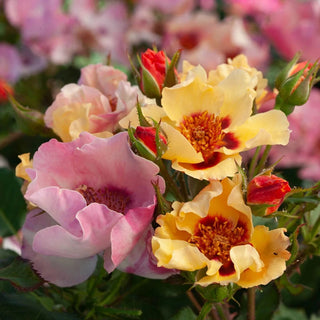 Cheweyeup Roses In Your Eye Shrub Rose | Buy Sun Perennials Online | Breck's