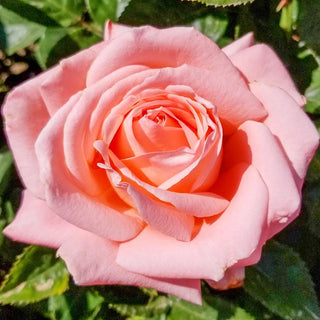 Rose Bushes For Sale - Shop Rose Plants | Breck's – Brecks