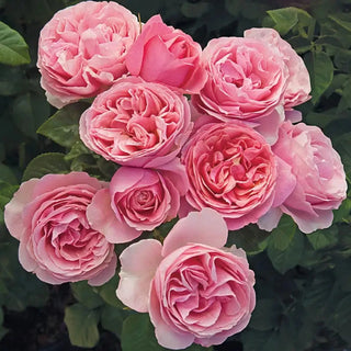 All Dressed Up Grandiflora Rose