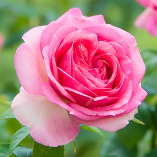 Premium Rose Bushes – Shrubs, Climbers & Hybrid Teas | Breck’s