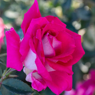 Picture Perfect Hybrid Tea Rose | Shop Roses | Breck's