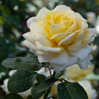 Rose Bushes For Sale - Shop Rose Plants | Breck's – Brecks
