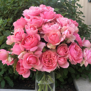 Rose Bushes For Sale - Shop Rose Plants | Breck's