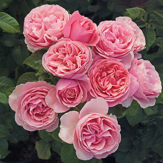 Premium Rose Bushes – Shrubs, Climbers & Hybrid Teas | Breck’s