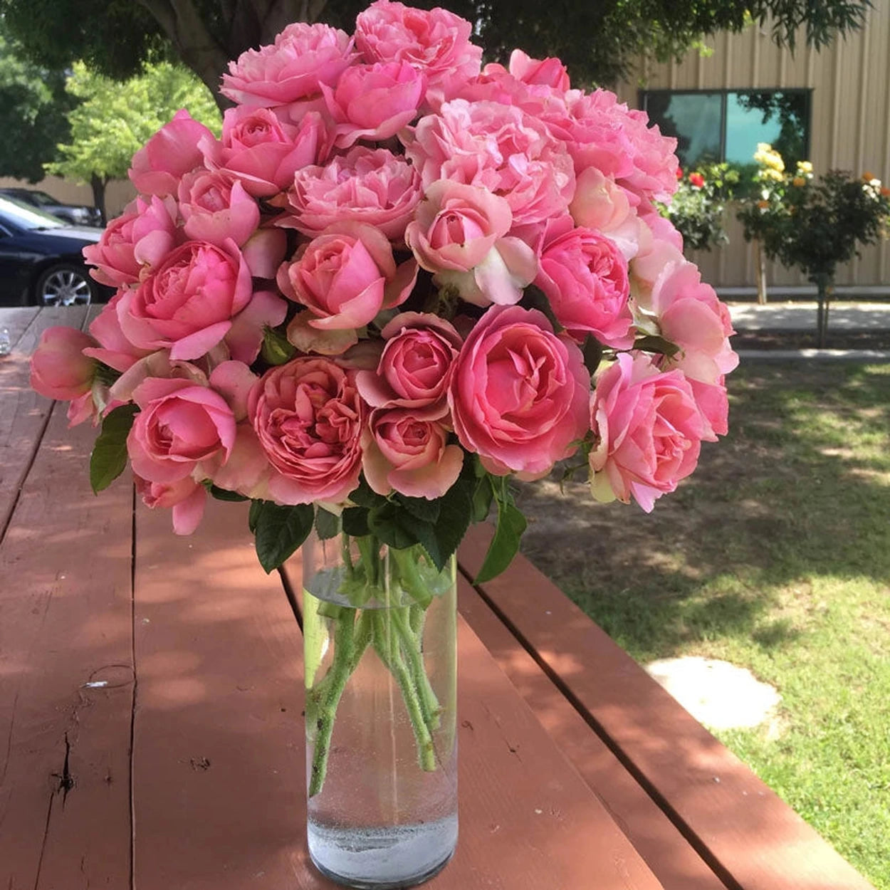 All Dressed Up Grandiflora Rose All Dressed Up Grandiflora Rose