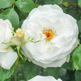 Rose Bushes For Sale - Shop Rose Plants | Breck's – Brecks