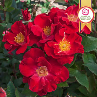 Rose Bushes For Sale - Shop Rose Plants | Breck's – Brecks