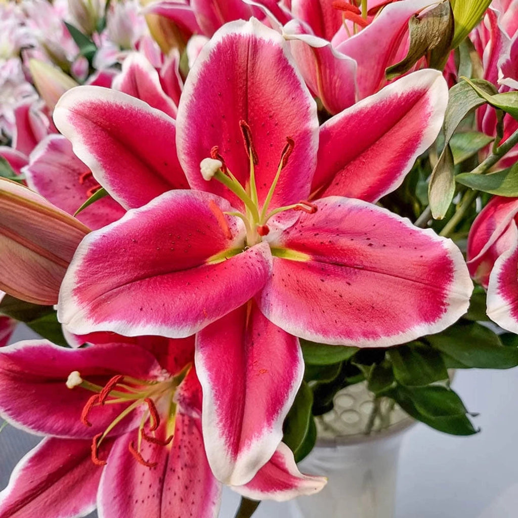 Buy El Capitan Lily Tree | Lily Bulbs and Trees | Breck's