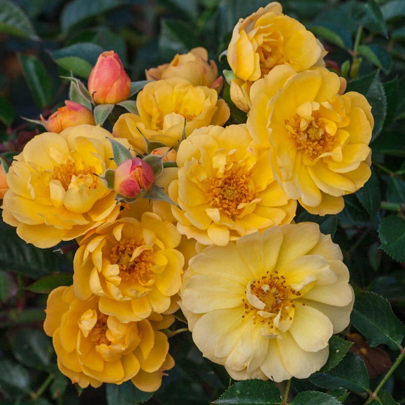 Yellow Ground Cover Roses