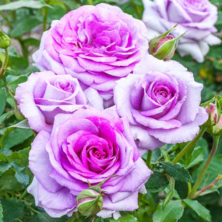 Rose Bushes For Sale - Shop Rose Plants | Breck's