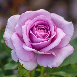 Violet's Pride™ Floribunda Rose